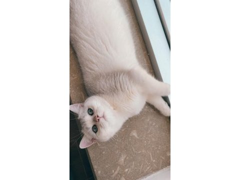 Yetişkin 1 dişi ve 1 erkek kedi ücretsiz sahiplendirilecek