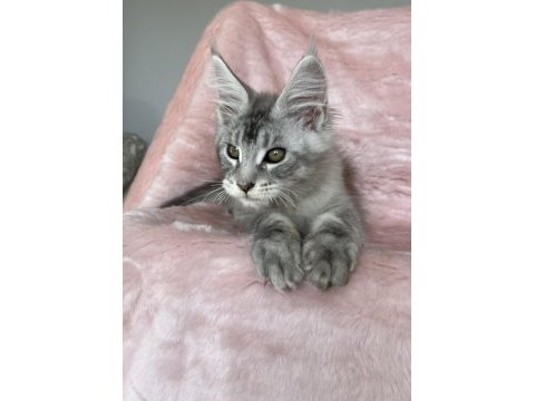 Maine coon erkek pet şecereli