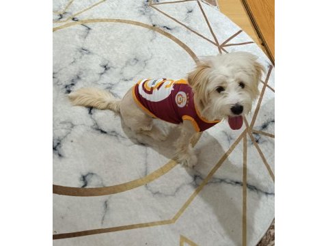 Evcil 6 aylık maltipoo