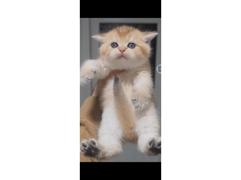 British shorthair kedisi