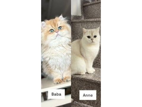 British shorthair golden bebekler