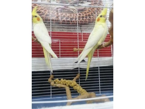 Lutino kırmızı göz takım sultan papağanı