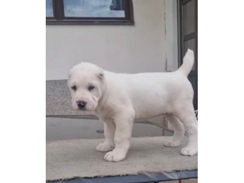 Bu yavruları kaçıran pişman olur