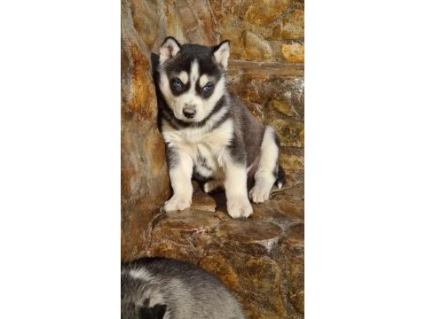 Safkan husky yavrularım
