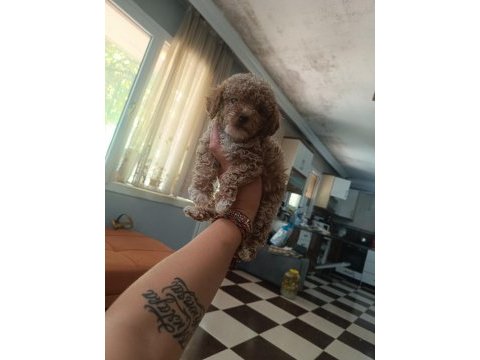 Uyguna toy poodle