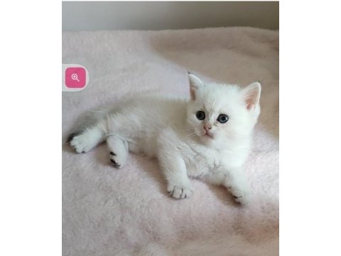 Safkan british shorthair