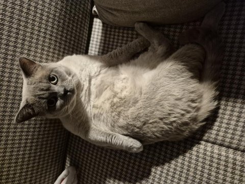 Acil tamamen ücretsiz british shorthair