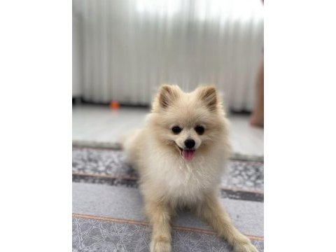 Erkek dişi yavrularımız mevcuttur pomeranian boo