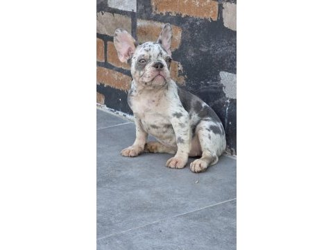 French bulldog 2 aylık köpeğimiz