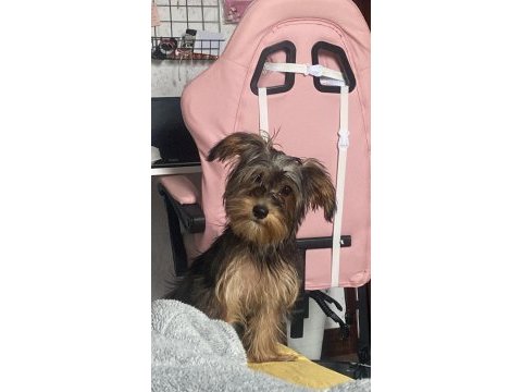 Yorkshire terrier milamız
