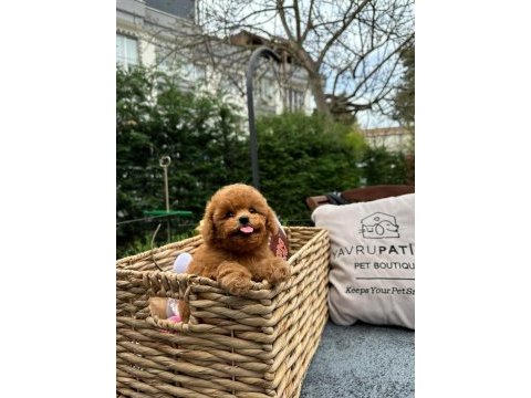 Kalitesi karakterine yansımış toy poodle yavrumuz