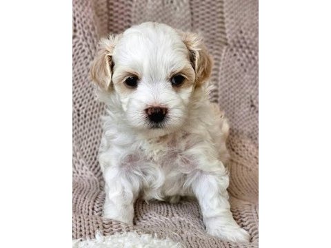Kıvır kıvır tüylü şirin malta terrier yavrular adana