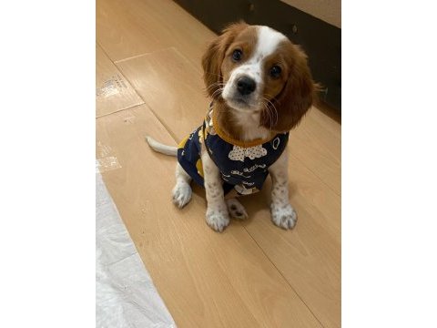 Safkan cavalier king charles (eğitimli)