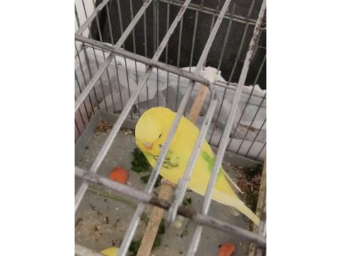 Ele alışkın sevmeye veya üretime uygun genç kuşlarım