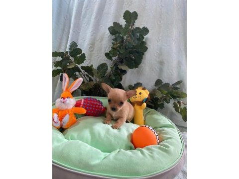 Chihuahua yavrularımız