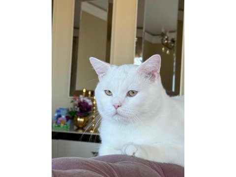 British shorthair cins kedilerimiz