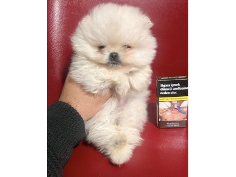 Pomeranian boo köpekler için ulaşın