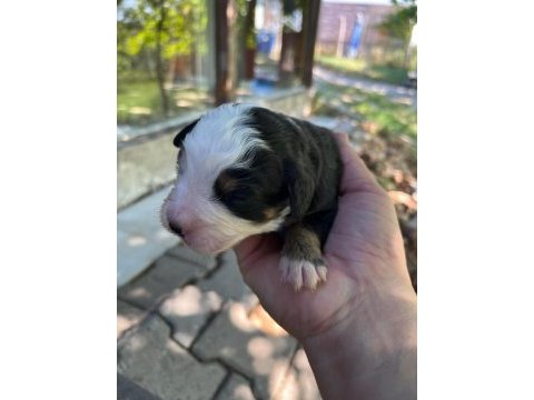 Bernese yavrular