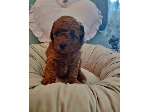 Toy poodle köpeklerimiz
