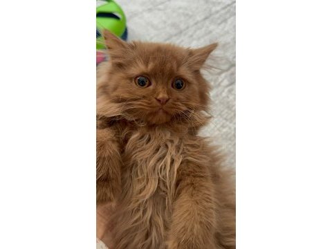 Safkan british longhair cinnamon