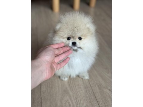 Dişi pomeranian boo teddy face