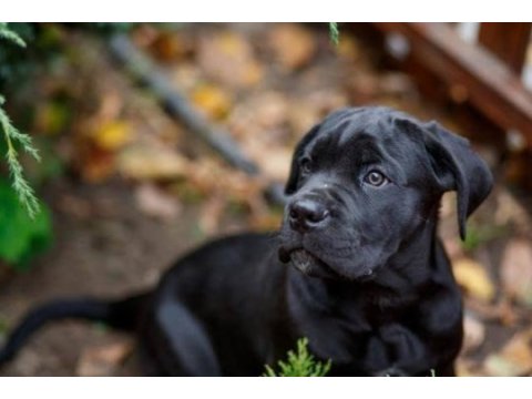 A scrli anne babadan cane corso yavrular kapıda ödeme