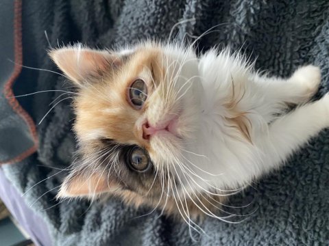 Aile dostu huzur veren arkadaşlar exotic shorthair