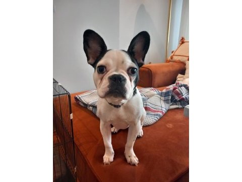 7 aylık tüm aşıları tam çipli dişi french bulldog