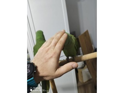 4-5 aylık erkek iskenderler