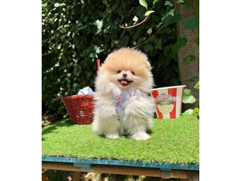 Orjinal pomeranian boo