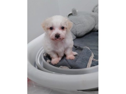 Acil 2 aylık maltese terrier yavru sahiplendirme