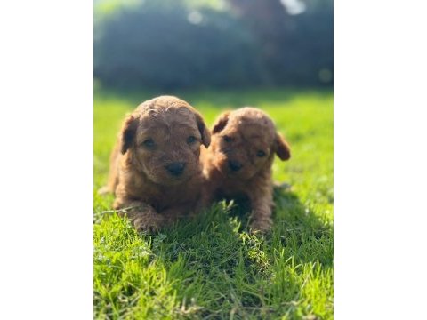 Poodle mınık kurabiyeler