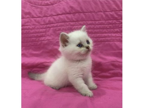 Birbirinden güzel brıtısh shorthair yavrularım 