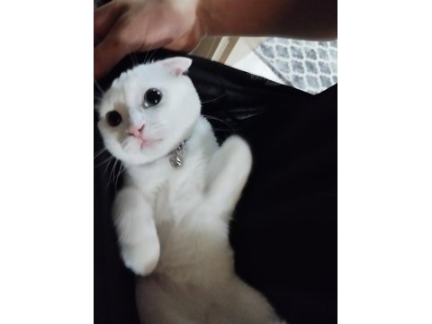 Yavru scottish fold kedimiz 6 aylık