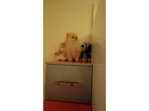 3 aylık dişi pomeranian