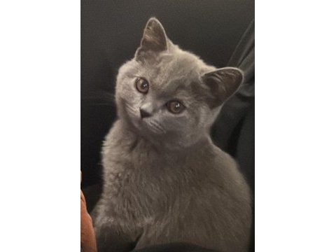 3 aylık british shorthair