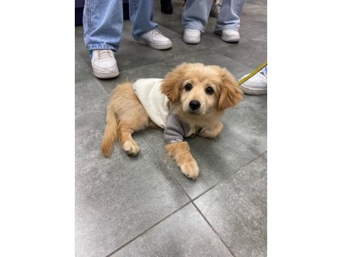 4 aylık golden kırması köpeğimiz