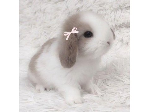 Lop ve cüce tavşanı yavruları