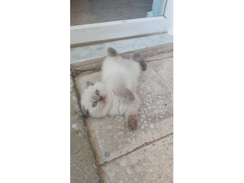 Adana yavru scottish blue point dişi yavru kedimiz