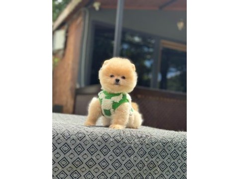 Pomeranian yavruları