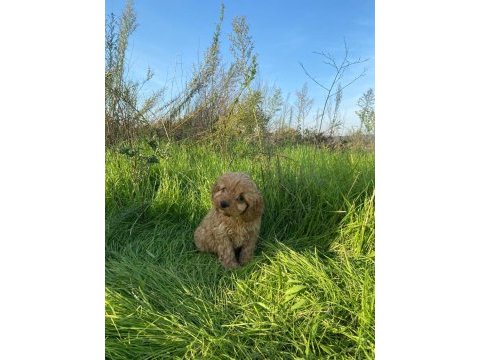 2 aylık toy poodle