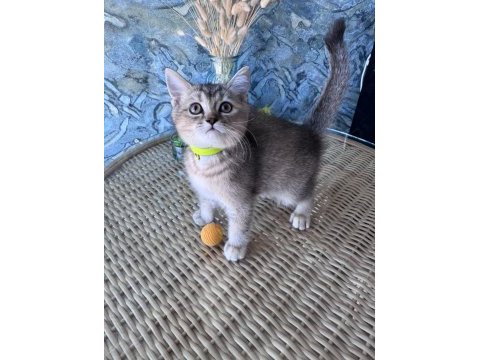 British shorthair black golden dişi ve erkek yavrular