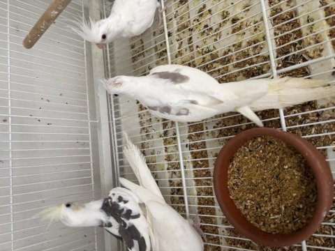 Erkek dişi 5 aylık sultan papağanı yavrular