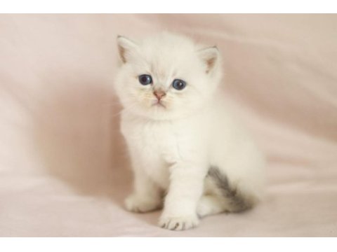 Muhteşem british shorthair mavi göz golden point