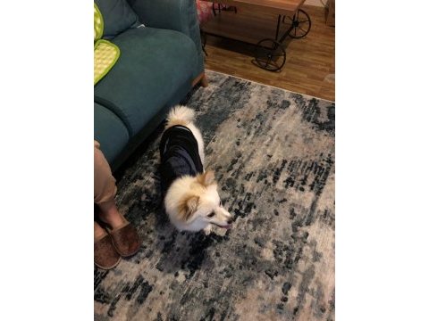 Pomeranian mix