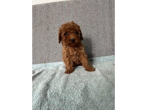 Minik pati poodle