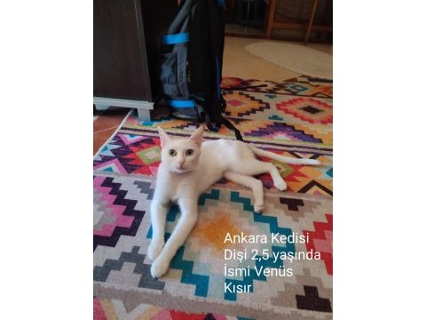 Ankara kedisi venüs, safkan, kısır, dişi