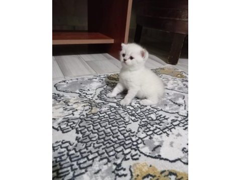 British shorthair yavrular