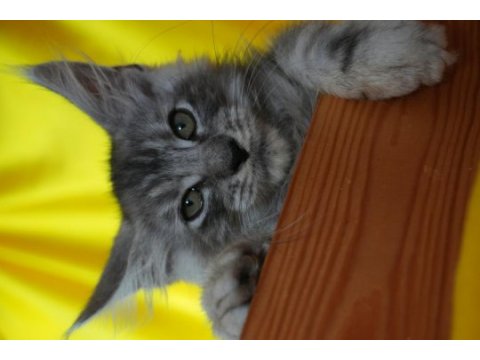 Kalitenin adresi big claw maine coon