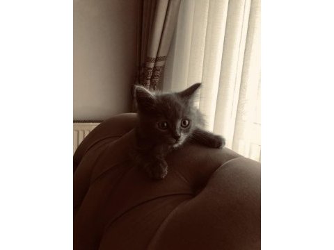 3 aylık leo british shorthair